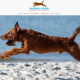 Bild Projekt Webdesign - für Andrea Born Hundephysiotherapie