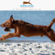 Bild Projekt Webdesign - für Andrea Born Hundephysiotherapie